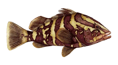 Nassau Grouper